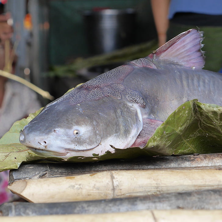 Wels, fisk, fiskmarknad, blå, Burma, Myanmar