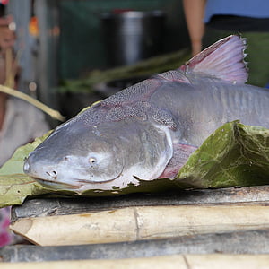 Wels, ryby, Targ rybny, niebieski, Birmy, Myanmar