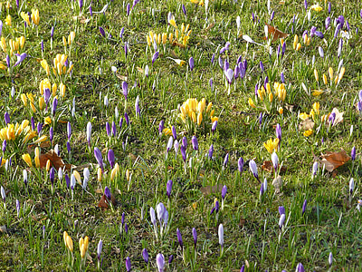 crocus, spring, flowers, nature, colorful, purple, yellow