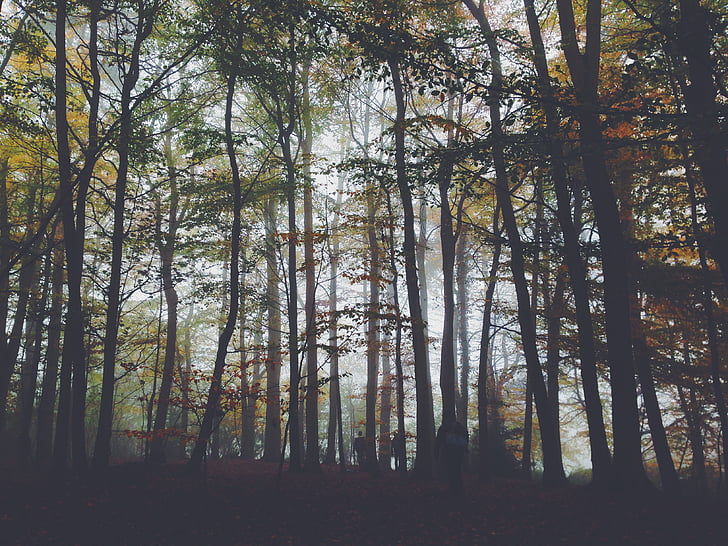 mlha, Les, krajina, Příroda, lidé, stromy, Woods