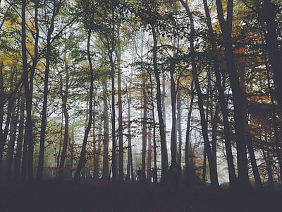 foggy, forest, landscape, nature, people, trees, woods
