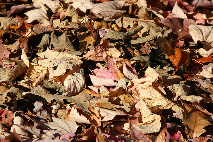 nedfaldne blade, efterår, skovbunden, eg, ahorn, poppel, grønne