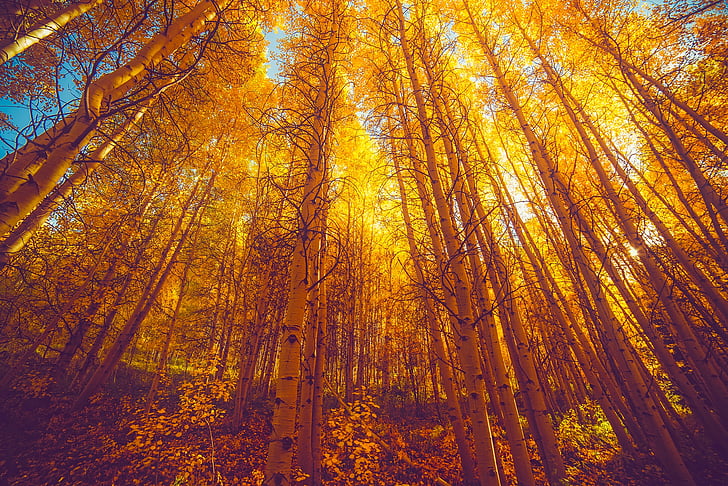 hösten, faller, lövverk, Colorado, Aspar, skogen, träd