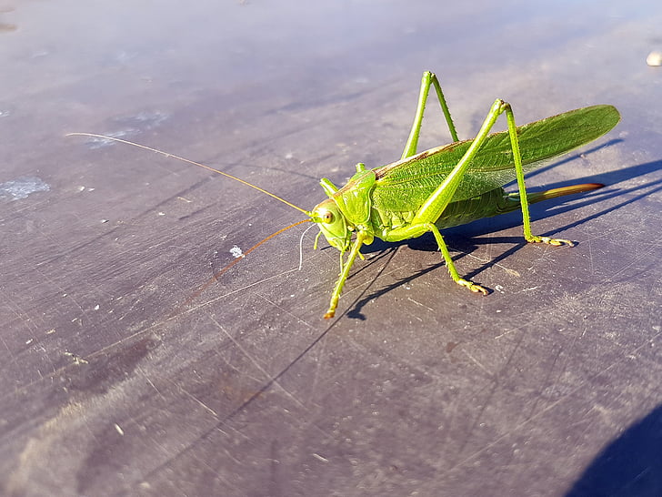 cricket, insect, female, green, nature, animal, waiting