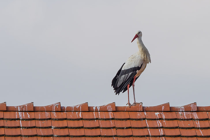 stork, bird, animal, fly, white stork, rattle stork, nature