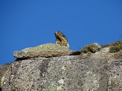 Marmota, animal, Roca