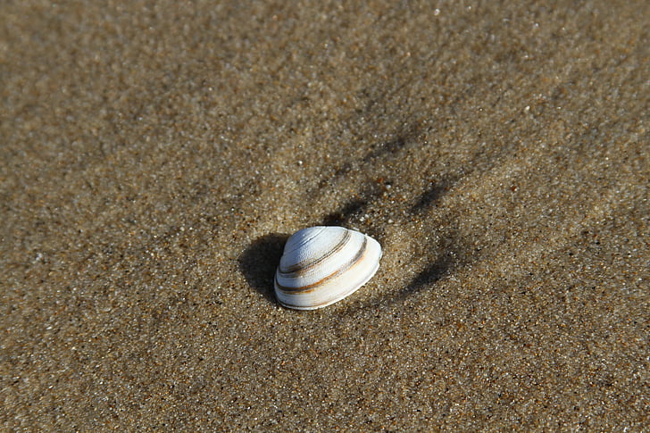 Shell, Sand, stranden, sommar, dekorativa, sand beach, Holiday