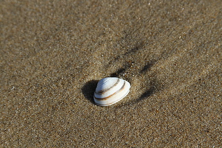 Shell, Sand, Beach, kesällä, koriste, hiekkaranta, Holiday