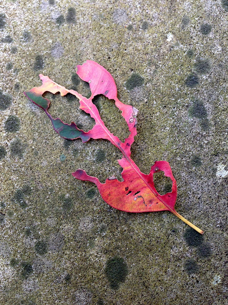 Leaf, rudens, atstāj, kaltētu lapu, bēdīgs, vecā lapa, pagrimums