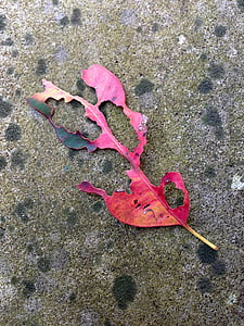 Leaf, hösten, lämnar, torkade blad, Ledsen, gamla blad, Decay