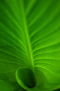 spiral, spiral leaf, green, green leaf, green spiral leaf, deep, nature