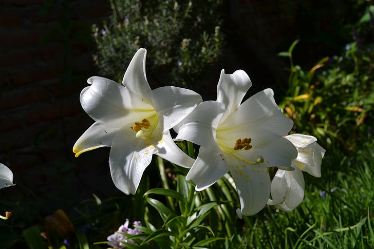 Lily, vit, blomma, trädgård, solen