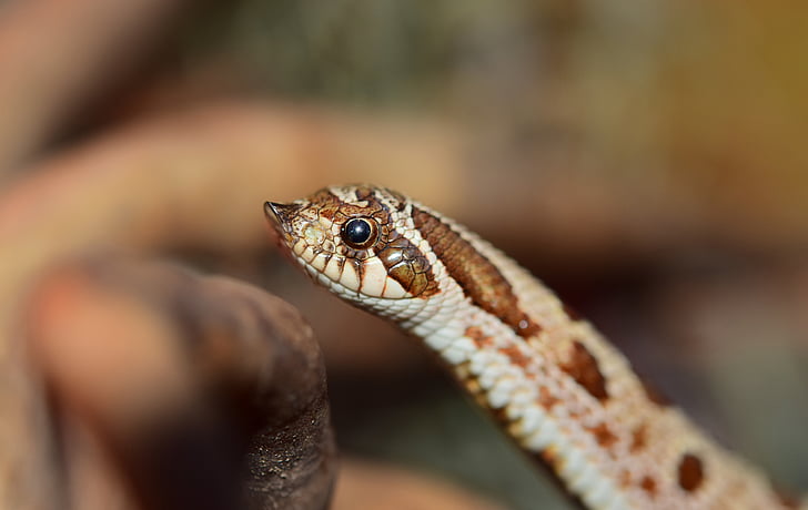 heterodon nasicus, käärme, rupatella, Pohjois-Amerikka, Meksiko, Viper-kuin, lievästi myrkyllisiä