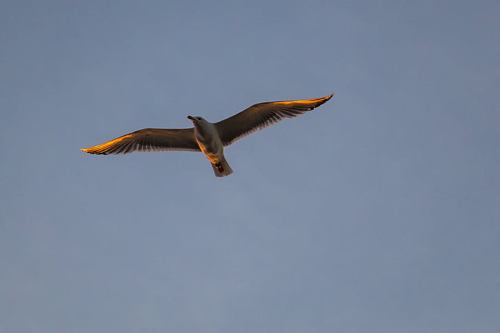 Gull, camar dalam penerbangan, penerbangan, burung, terbang, langit, burung air