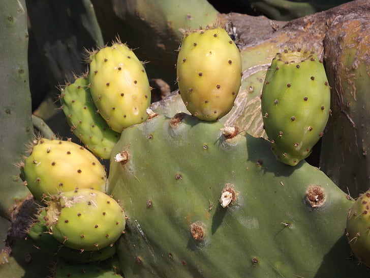 fikonkaktus, Cactus frukt, frukt, Cactus, Prickly pear cactus, naturen, Thorn
