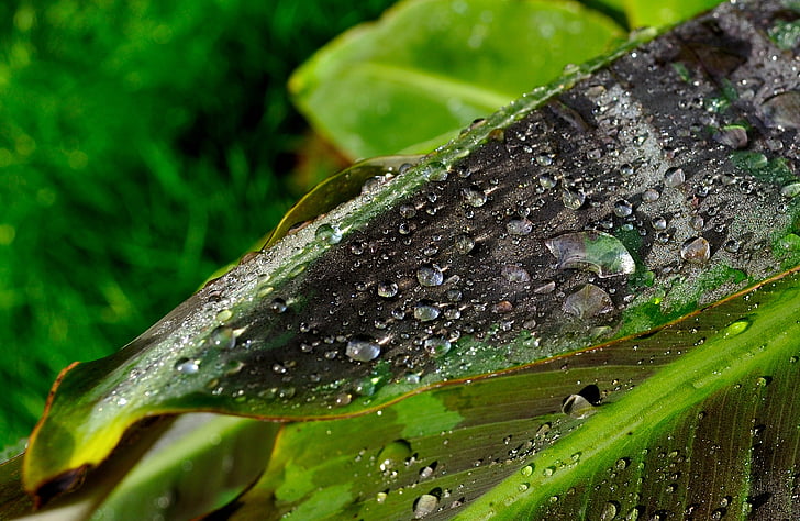 листа, капка вода, дъжд, листа, роса, природата, дъждовна капка