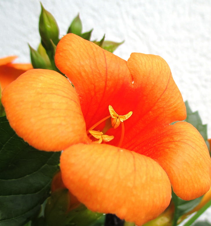 Stans, indisk sommer, Orange-rød blomst, syn for såre øyne, klatrer