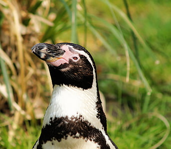 chim cánh cụt Humboldt, spheniscus humboldti, chim cánh cụt, con chim, đóng, chân dung