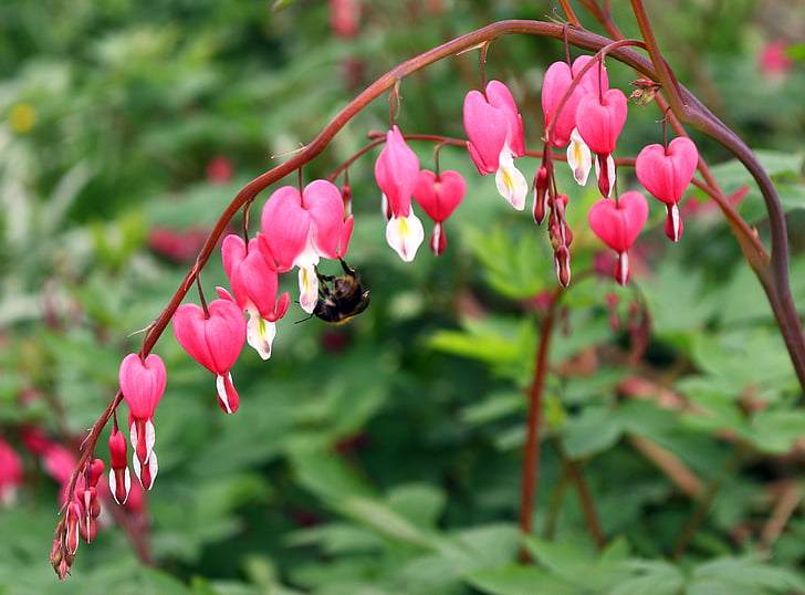 nature, flowers, pink, bumblebee, garden