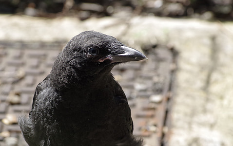 crow, bird, black, animal, nature, feather, wildlife