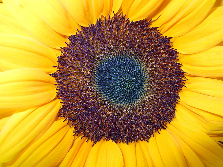 Sun flower, kwiat, Bloom, Zamknij, żółty