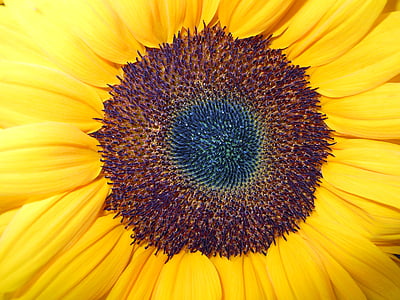 flor del sol, flor, floración, cerrar, amarillo