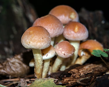 Pilz, Herbst, Grünblättriger sublateritium, Schwefelkopf, giftig, Wald, baumpilz