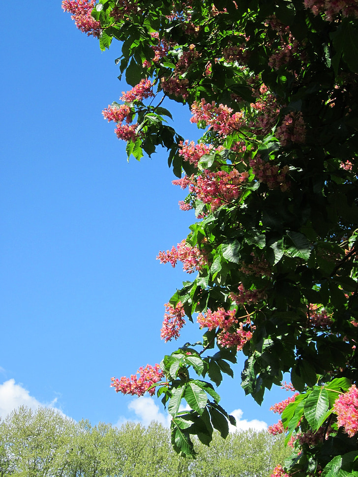 Aesculus Carneea, castan rosu, copac, Flora, inflorescență, înflorit, Botanica
