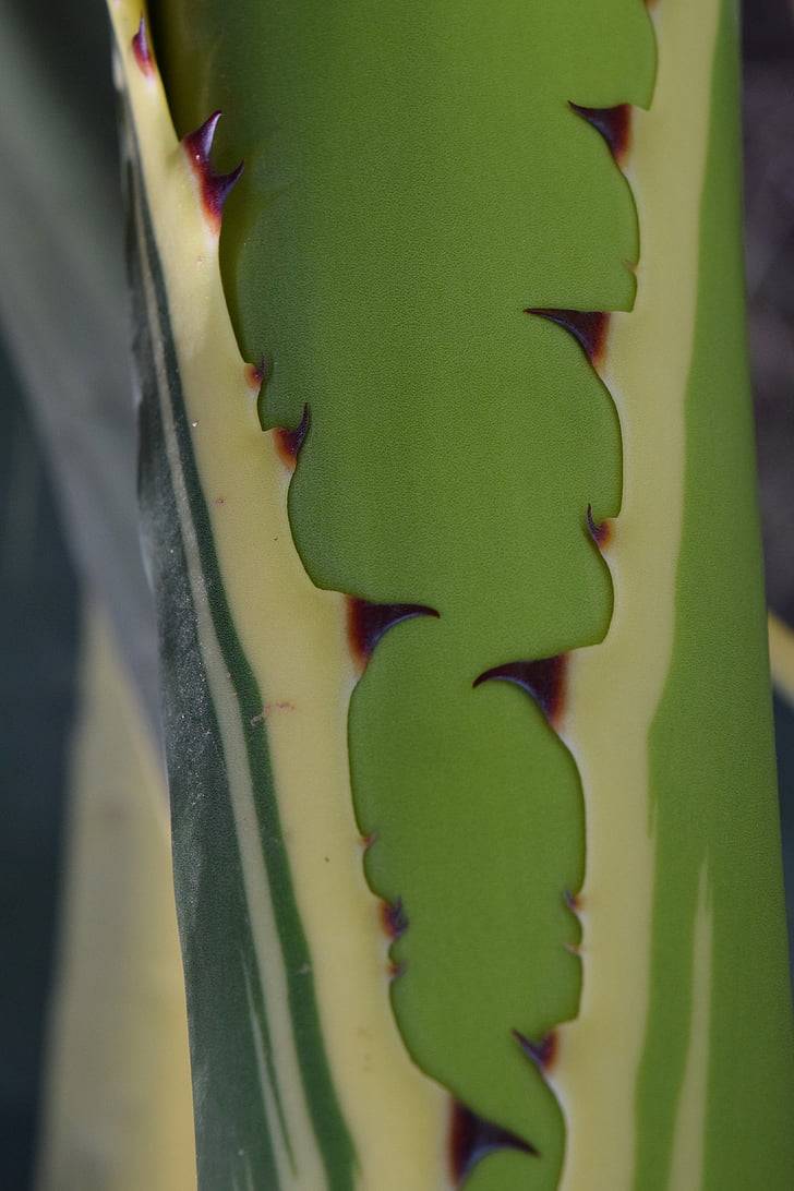 fons, cactus, tancar, esperó, verd, Mediterrània
