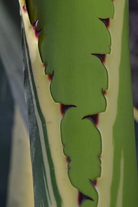 bakgrund, Cactus, Stäng, sporre, grön, Medelhavet