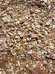 mussels, beach, mussel shells, stones, holiday, nature, close