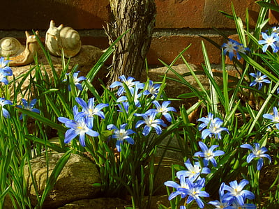 ผักตบชวาดาว, ผักตบชวา, สีฟ้า, ดอกไม้ฤดูใบไม้ผลิ, ฤดูใบไม้ผลิ, บาน, ดอกไม้