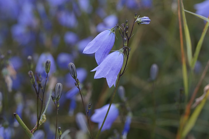 bluebells, flowers, bloom, blue, blossom, nature, flora