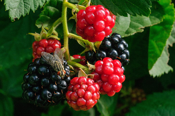 BlackBerry, nature, petits fruits, plante, macro, mouche