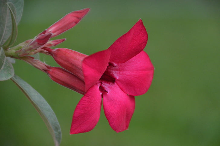fiori, rosso, rosa, pianta, natura