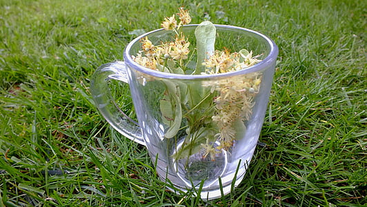 Kräuter, Kräuter-Tee, Lindenblüten, Pflanzen, Tee, medizinische, gesund