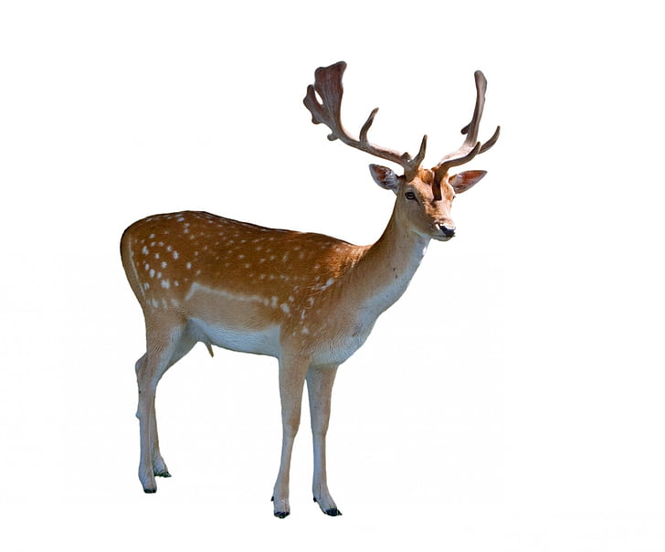 deer, fallow, fallow deer, male, stag, buck, hart