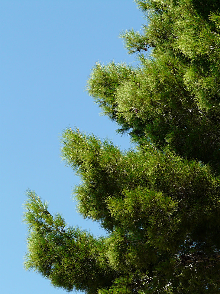 pine, tree, needles, green, plant, sky, blue