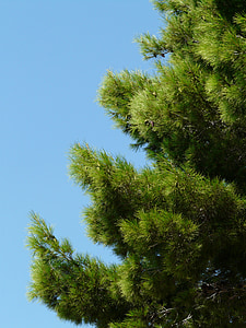 Pine, puu, neuloja, vihreä, kasvi, taivas, sininen