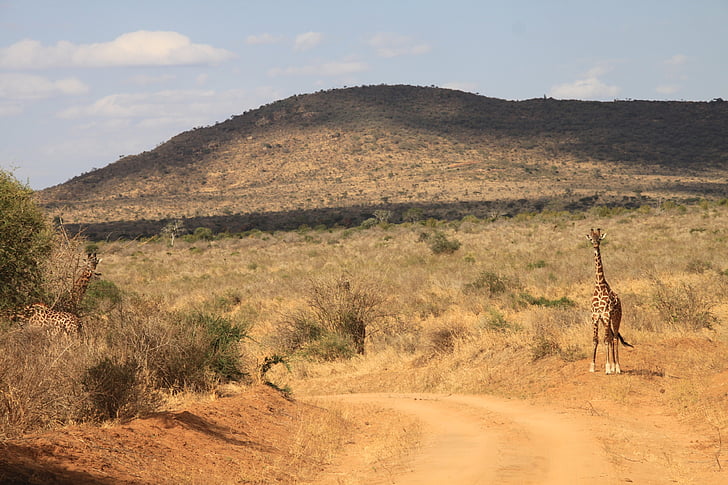 жираф, Кения, Tsavo west, Африка, природата, Савана, акация дърво
