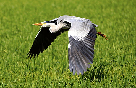 heron, flight, fly, bird, nature, plumage, grey