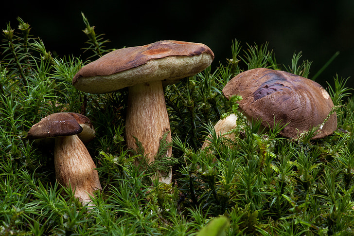 сбор, гриб Боровик, Синий грибочек, называется коричневый cap, Гриб, Дик placidus относительной, Популярные