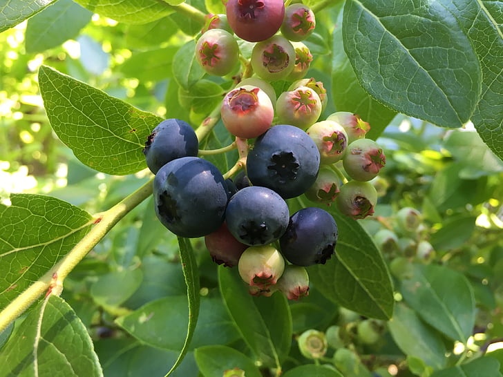 blueberries, bush, sweet, heidelbeerstrauch, blueberry, delicious, summer