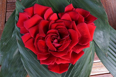 Rose, srce, ljubezen, cvet, rdeča, obrazec, Razglednica