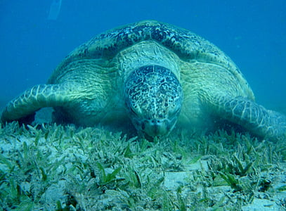 морска костенурка, Червено море, Египет, Марса Мубарак