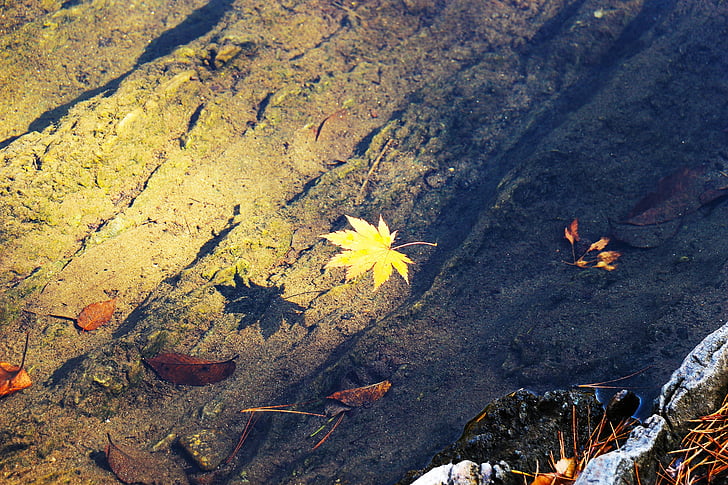 秋, 秋の紅葉, 葉, 葉, 湖, クリーク, 水