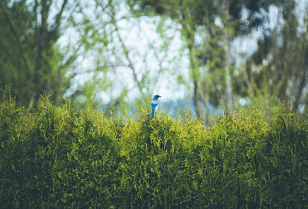 modrá, bílá, Kolibřík, zelená, list, závod, pták