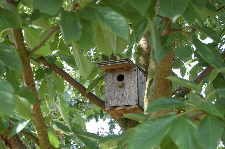 ligzdot kaste, putnu mājas, putni, koks, daba, birdhouse, putns