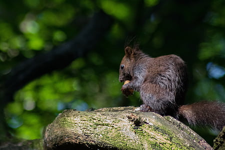 egern, træ, nager, støbning, Swannery, Park, City park