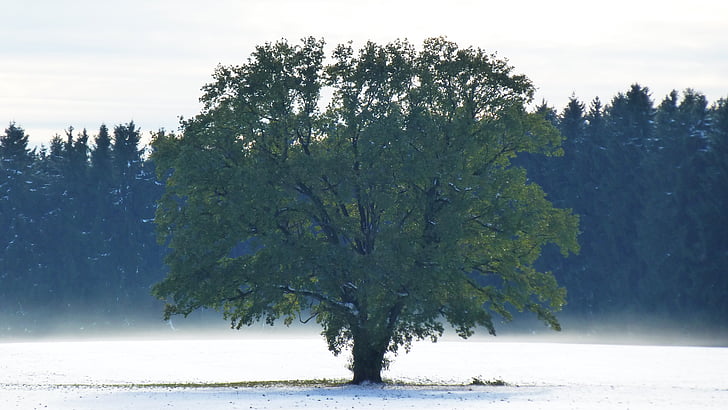 Allgäu, Sonbahar, kar, geri kalan, yalnızlık, sis, ağaçlar